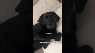 Watch my dogs reaction to hearing she&rsquo;s going to grandma and grandpas🤣🤣🤣 #dogs #funny #cute #lab