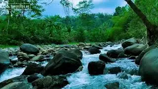 LIVE River Sounds for Sleeping and Relaxation | Continuous Flowing Water 24/7