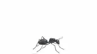 STOCKTALES PARODY: ANTS