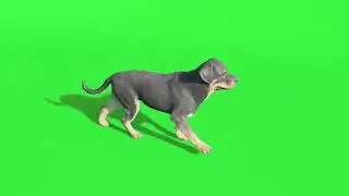 DOG WALK CYCLE ANIMATION|CHROMA KEY DEMO