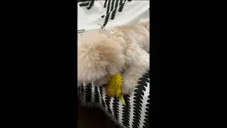 Keep Your Dog Happy, Healthy, and Busy Every Day - Squeaky Dog Tooth Cleaning Plush Toy