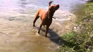 Mađarica istražuje svoje korjenje :)