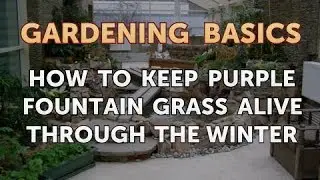 How to Keep Purple Fountain Grass Alive Through the Winter