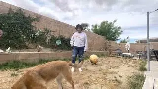 Treibball practice session (lesson 1)