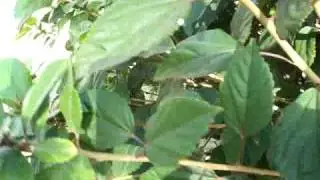 Ladybug Aphid Hibiscus part 1.mov