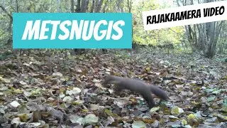 Metsnugis (Martes martes; European pine marten)