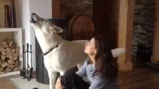 Cute White Shepherd howling on the command 