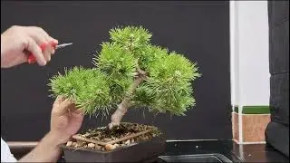 @pino rojo (pino densiflora)meikiri (pinzado de yemas, subscr&iacute;bete al canal de bonsai aficionado 🔔👍