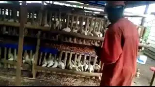 Suzy-Farms Corp - Local bamboo broiler battery cages for poultry in Cameroon - Africa