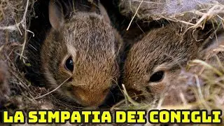 I simpatici Conigli!
