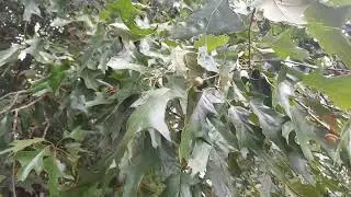 HELPING A FRIEND/FINDING A GROVE OF OAK TREES FOR DEER SEASON
