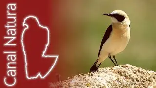 Collalba rubia occidental (Oenanthe hispanica) Western Black-eared Wheatear 4K