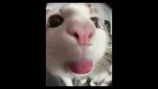 Funny Roblox Grow a  Garden Edit 🌱 | Cat Says Sleep, Dog Says Stop Playing 📱😂