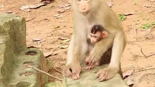 Daro Monkey