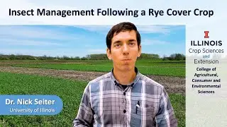 Insect Management Following a Rye Cover Crop