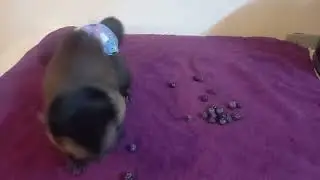 capuchin baby monkey loves his blueberry #blueberry #sweet