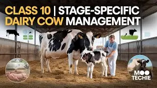 Class 10 | Stage-Specific Dairy Cow Management | Moo Techie