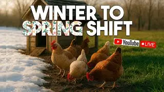 From Winter to Spring: Essential Prep for a Healthy Flock