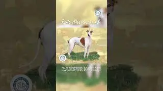 Epic discovery of Rampur Hound🐶 | Alangu Dog Farm #dogfarm #dog #indianpets #nativedogs