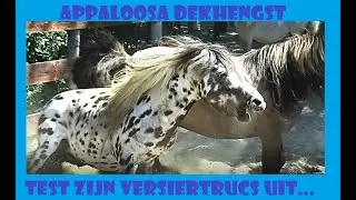 Merries helpen elkaar bij pittig spel van de hengst ♥ Ponyparkcity wei #wildlife #kuddegedrag !!