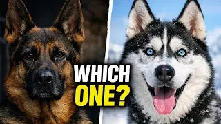 German Shepherd vs Siberian Husky | Family Dog or Disaster?