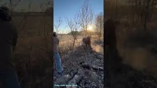 Stuck Moose crying for help, #moose #rescue #shorts