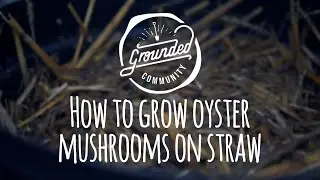 How to grow mushrooms on straw