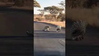 &ldquo;Raw Animal Instincts Caught on Camera #wildlife #animals