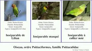 Oiseau, ordre Psittaciformes, famille Psittaculidae coryllis ins&eacute;parable des front orange bird