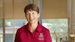 Choosing the Right Program: Veterinary Medicine