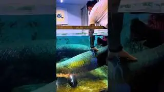 Arapaima hat ein 🤯 Baby Arapaima gefressen. #arapaima #kurz #shorts #viralshort #angeln #monsterf...