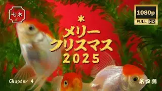 金魚の生活 第四回 ｜メリークリスマス (Approx. 30mins video) ｜Merry Christmas ｜聖誕快樂 #金魚 #Goldfish #メリークリスマス