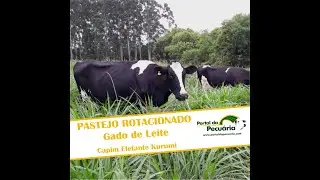 Produção de leite a pasto no capim elefante Kurumi - Aula 1