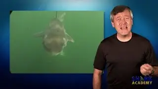 Spiny Dogfish Shark | SHARK ACADEMY