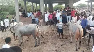 ongole jathi gittalu power full Bull Racing #shorts