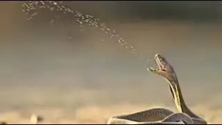 Indian Cobra 🐍😂😂😂😂