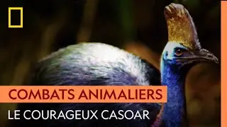 Le casoar, cet oiseau mill&eacute;naire qui n'a pas peur des serpents