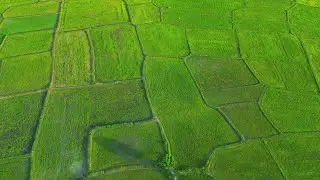 Stress Relief Music for Sleep  Gentle Sarom relaxing That Soothe the Mind and Heart Deeply