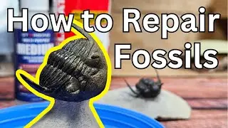 How to Repair Fossils