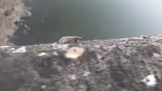 alderfly