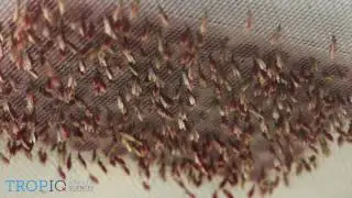 Barcoded live insect screens: mosquito feeding on 96 well microtiter plate