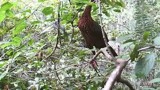 White-Crested Guan (Penelope pileata) feeding on Casearia arborea fruits in the Amazon Forest