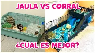 CUAL ES LA MEJOR JAULA PARA CUYOS | Jaula para cobayas C&C CYC