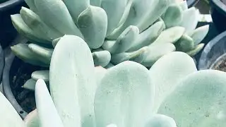 Vamos ver comigo algumas suculentas que estão lindando aqui no meu jardim 🌵🥰# plantas 