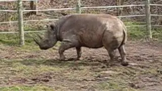 Run, Rhino, Run