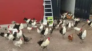 قطيع من دجاج الفيومي في مزرعة الصديق نور الدين