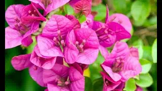 Buganvilla glabra o flor de papel - Jardinería