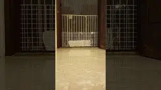 Cat's broke our screen net door! #asmr #catsdreams #trending #cat