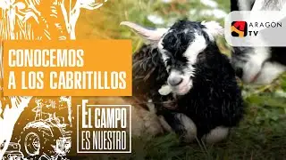 Rosa y Ricardo conocen a los cabritillos recién nacidos