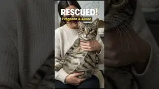 From the Cave to Home The Incredible Transformation of a Stray Cat
